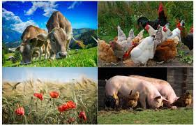 livestock1 download